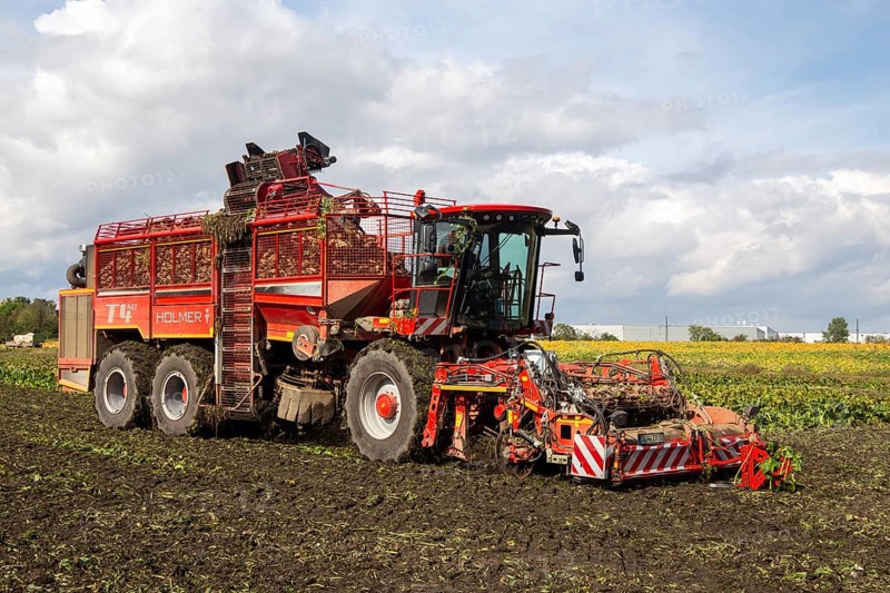 Sugar beet harvest in the Palatinate: The large mountains full of sugar beet at the edge of the field can be seen everywhere in autumn. A few days after the harvest, these sugar beets are loaded into the trailer of a lorry by a beet mouse and driven to the sugar beet factory in Offstein