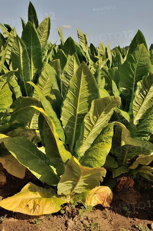 Tobacco field in Dordogne
