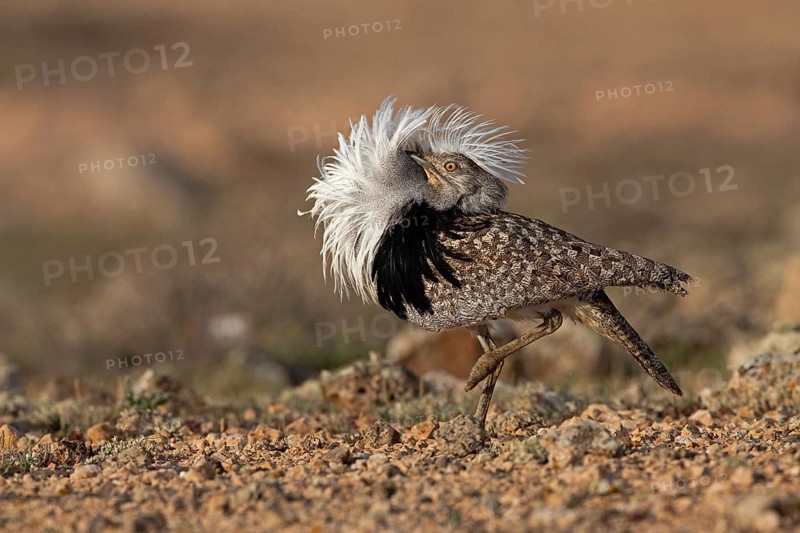 Saharan Houbara Bustard (Chlamydotis undulata fuertaventurae), mating male, Fuerteventura, Spain, Europe