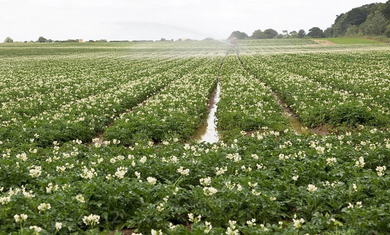 Irrigation sprayer machinery watering a crop of potatoes in a field Suffolk Sandlings, Sutton, Suffolk, England, UK
