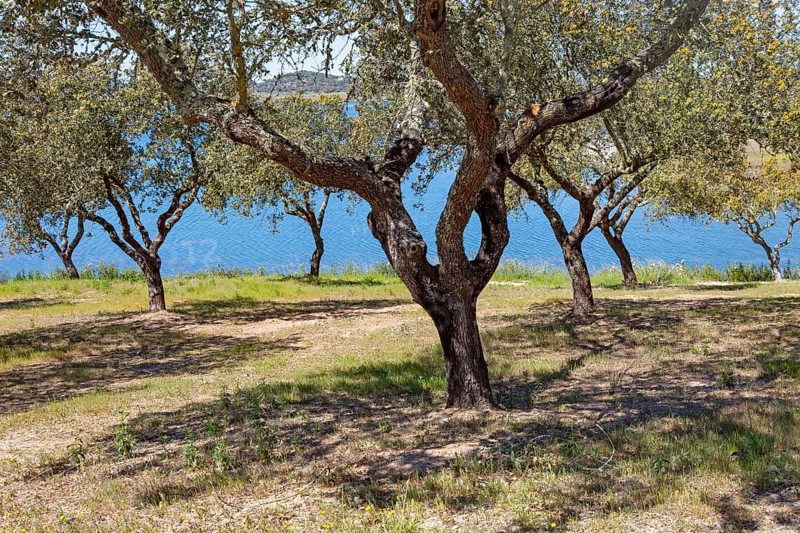 Ok tress on bank of reservoir lake at Mourao, Alentejo Central, Evora district, Portugal, southern Europe developed as a tourism attraction by the Portuguese government, Europe