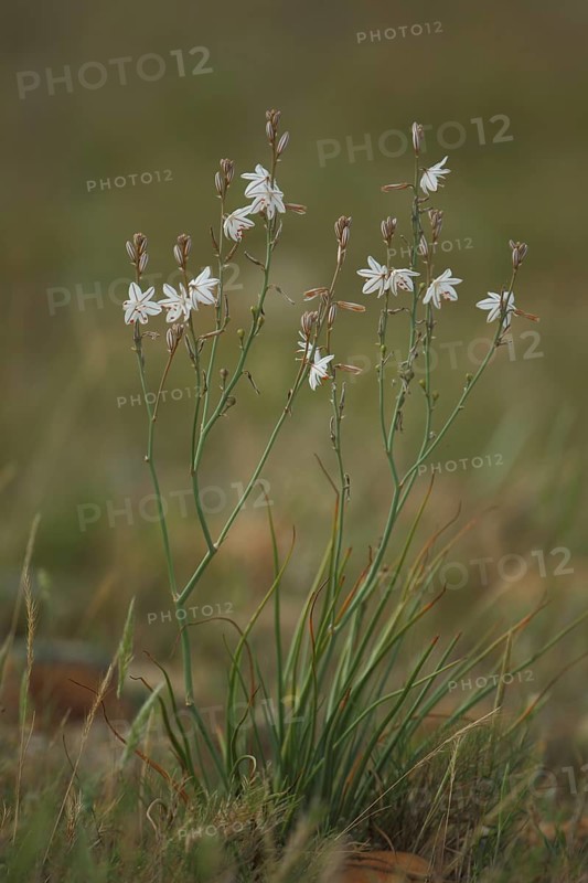 Onion-leafed asphodel (Asphodelus fistulosus), perennial, Affodil family, Asphodelaceae, Asparagales, plant, Peau de Meau, St Martin de Crau, Crau, France, Europe
