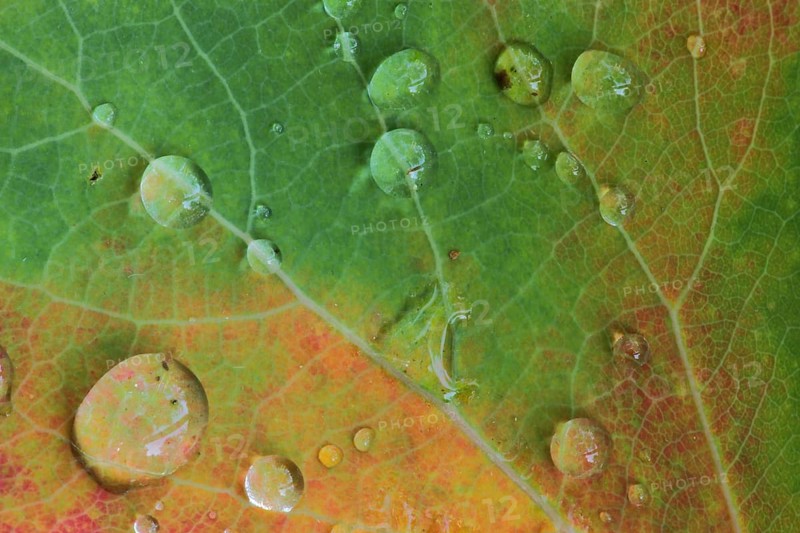 Leaf of downy birch (Betula pubescens), detail, macro, deciduous leaf, water drop, autumn, yellow, red, colourful, black bog, raised bog, biosphere reserve, UNESCO, low mountain range, Bavaria, Rhoen, Germany, Europe