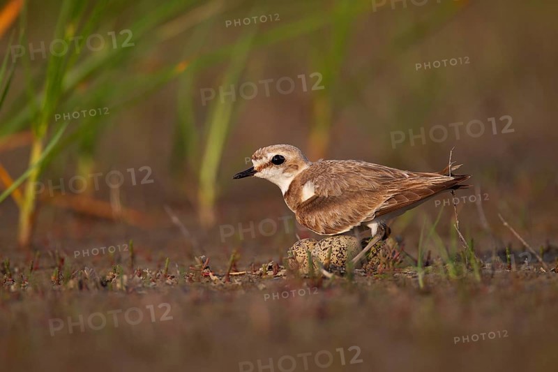 Kentish plover (Charadrius alexandrinus) Female breeding on the ground at the water's edge, Danube Delta Biosphere Reserve, Romania, Europe