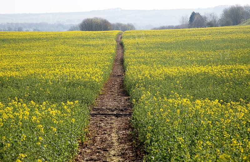 Footpath crossing filed of yellow flowering oilseed rape crop, near Wroughton, Wiltshire, England, UK