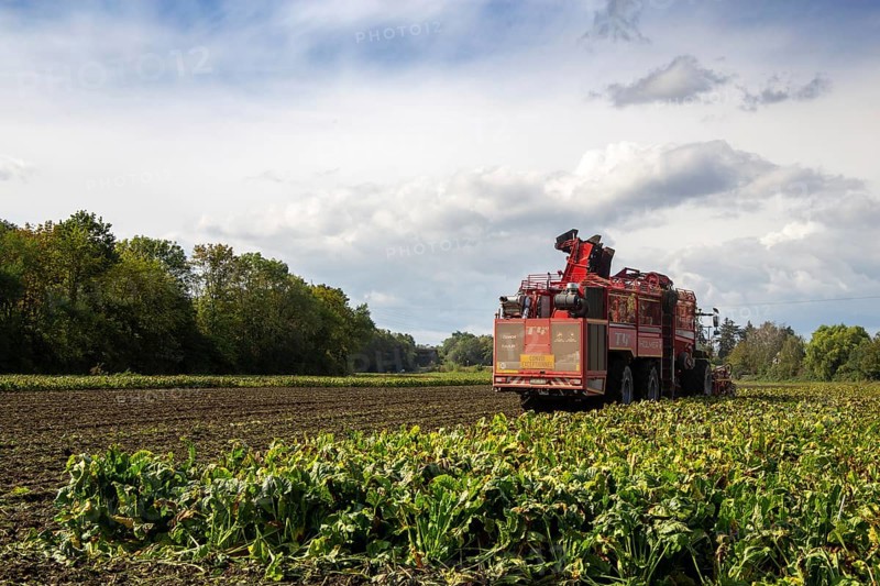 Sugar beet harvest in the Palatinate: The large mountains full of sugar beet at the edge of the field can be seen everywhere in autumn. A few days after the harvest, these sugar beets are loaded into the trailer of a lorry by a beet mouse and driven to the sugar beet factory in Offstein