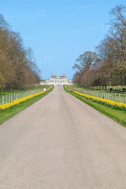 Daffodils line driveway to Ipswich Girls School, Woolverstone Hall, Suffolk, England, UK