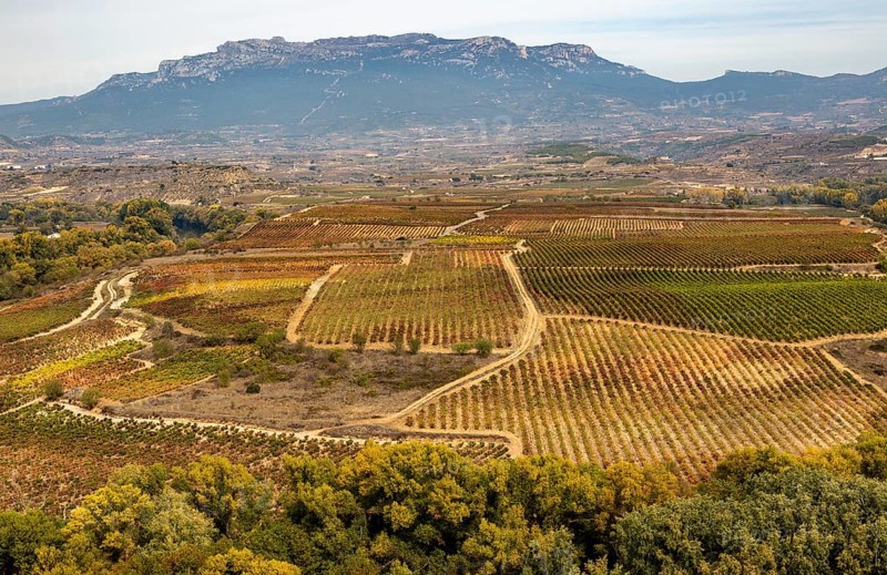 Autumn landscape looking over fields of grape vines, looking from Briones, La Rioja Alta, Spain, Europe