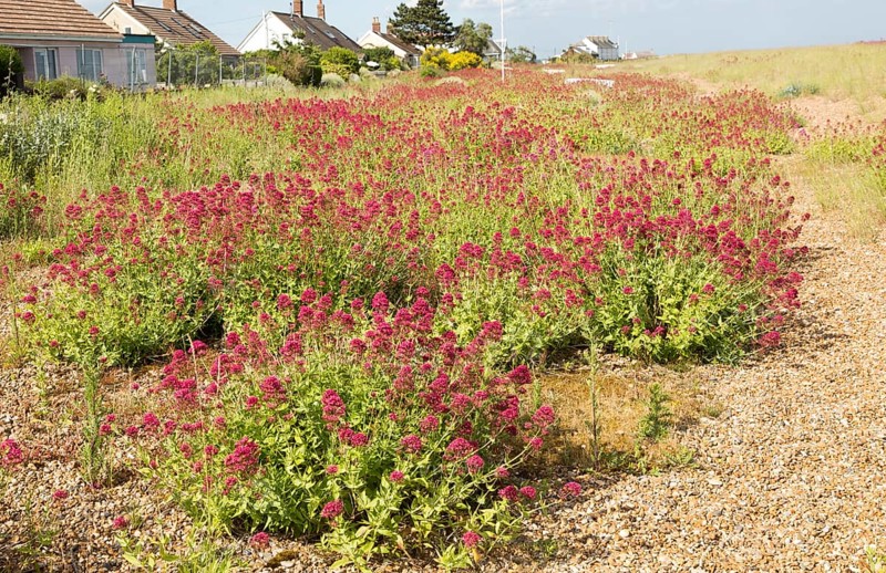 Valerian flowering, Valeriana officinalis, growing vegetated shingle beach, Shingle Street, Hollesley, Suffolk, England, UK