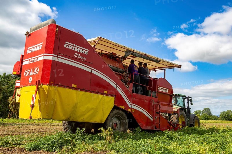 Agriculture harvest of industrial potatoes in the Palatinate. In contrast to table potatoes, these potatoes are processed into crisps, French fries, etc. (Schifferstadt, Germany, 08/07/2022), Europe