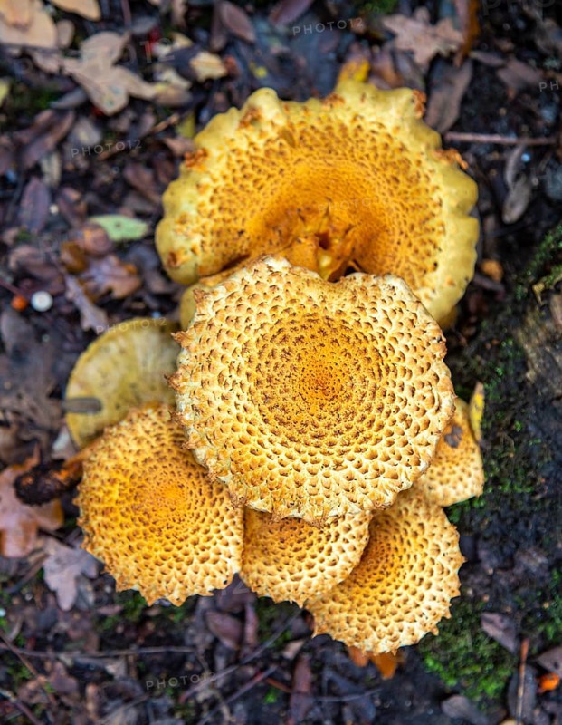 Shaggy Pholiota Squarrosa fungus growing under ancient oak tree, Butley, Suffolk, England, UK