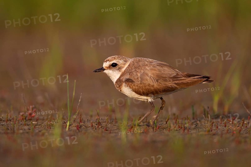 Kentish plover (Charadrius alexandrinus) female, Danube Delta Biosphere Reserve, Romania, Europe