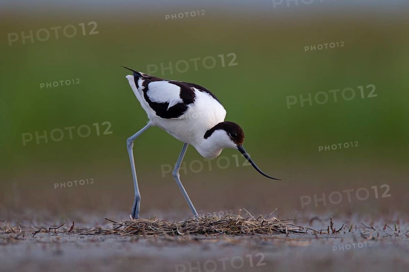 Black-capped avocet (Recurvirostra avosetta) Old bird over clutch, Danube Delta Biosphere Reserve, Romania, Europe
