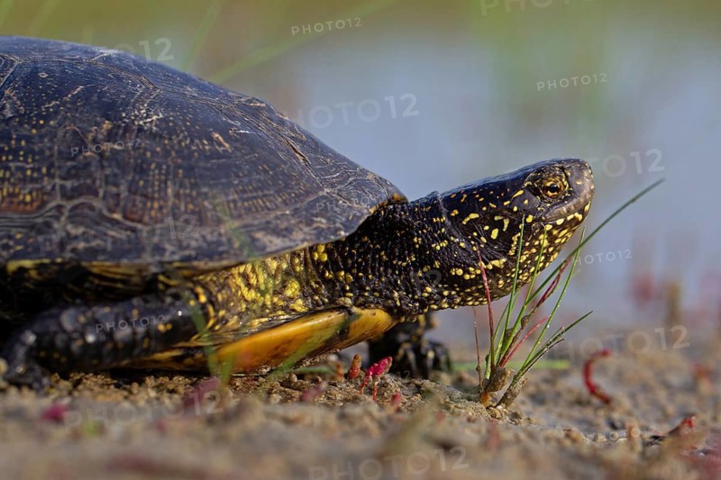 European pond turtle (Emys orbicularis), Danube Delta Biosphere Reserve, Romania, Europe
