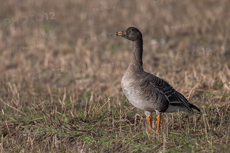 Bean goose (Anser fabalis), Texel, Netherlands