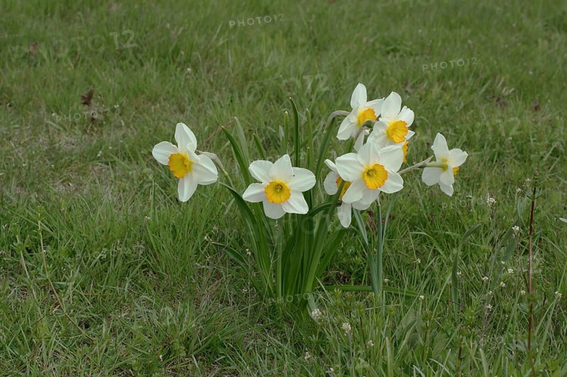 Tazettas (Narcissus tazetta), group, Schwanheimer Duene, Schwanheim, Main, Frankfurt, Hesse, Germany, Europe