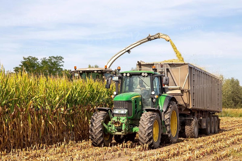 Rhineland-Palatinate, Germany: Maize harvesting (maize chopping) for the Alexanderhof biogas plant in Hochdorf-Assenheim