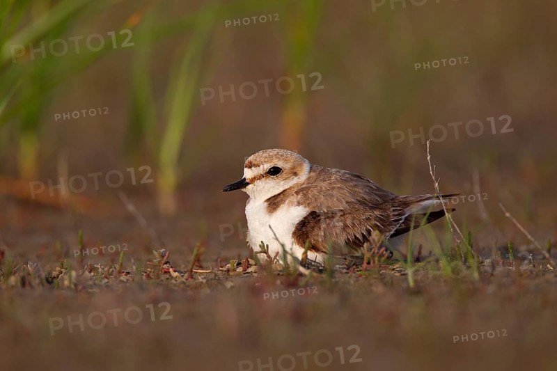 Kentish plover (Charadrius alexandrinus) Female breeding on the ground at the water's edge, Danube Delta Biosphere Reserve, Romania, Europe