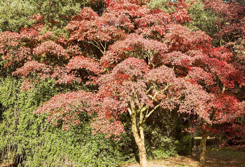 Japanese maple tree in autumn colour, Acer Palmatum, National arboretum, Westonbirt arboretum, Gloucestershire, England, UK