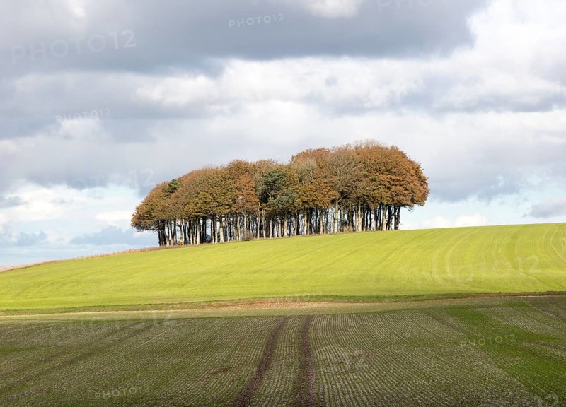 Beech copse on chalk scarp slope landscape on Ridgeway, west of Hackpen Hill, Broad Hinton, Wiltshire, England, UK