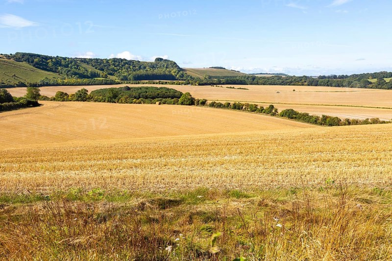 Rolling fields of stubble chalk scarp escarpment slope of Inkpen Hill, Berkshire, England, UK