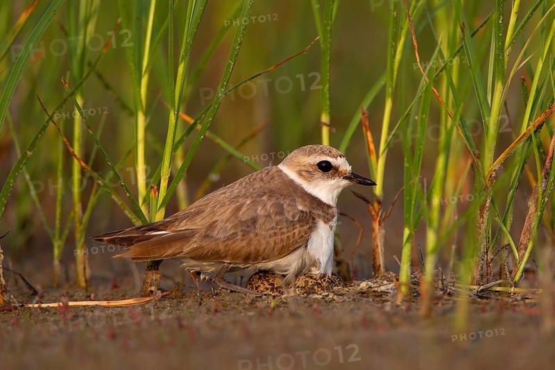 Kentish plover (Charadrius alexandrinus) Female breeding on the ground at the water's edge, Danube Delta Biosphere Reserve, Romania, Europe