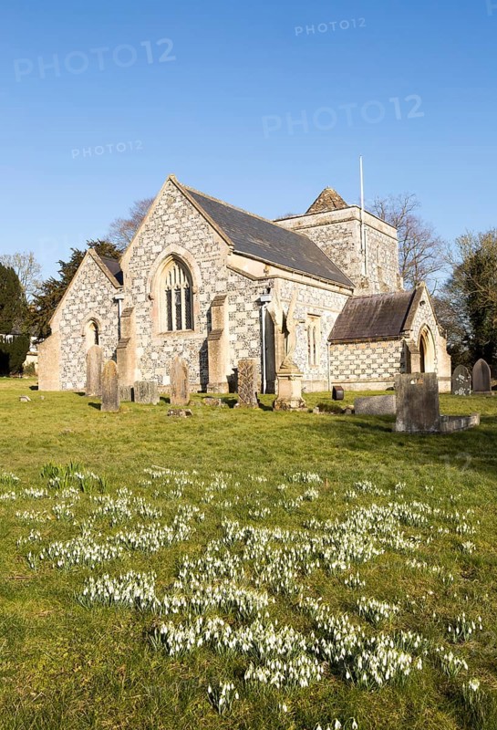 Showdrops in flower in churchyard of village parish church of Saint Thomas A Becket, Tilshead, Wiltshire, England, UK