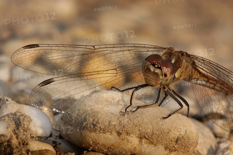 Female vagrant darter (Sympetrum vulgatum), pebble, soil, detail, macro, Warmsee, Illmitz, Seewinkel, Lake Neusiedl, Burgenland, Austria, Europe
