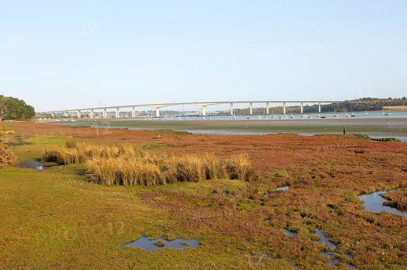 Salt marsh vegetation on foreshore mud exposed low tide view of river and Orwell Bridge, Ipswich, Suffolk, England, UK