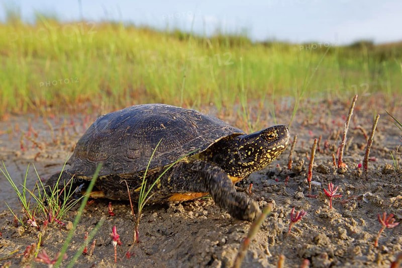 European pond turtle (Emys orbicularis), Danube Delta Biosphere Reserve, Romania, Europe