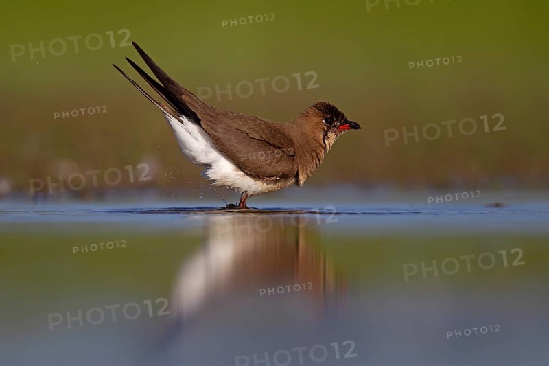 Collared pratincole (Glareola pratincola), Danube Delta Biosphere Reserve, Romania, Europe