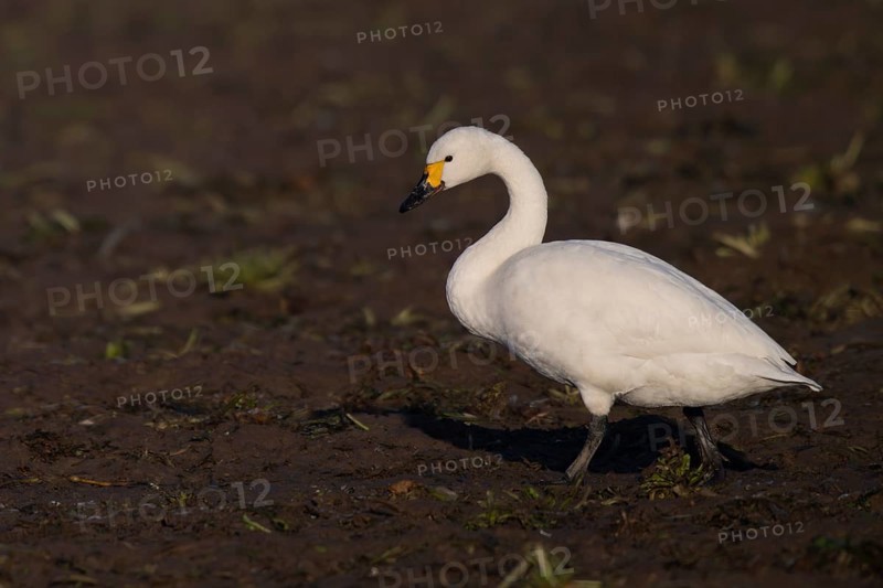 Tundra Swan, Texel, Netherlands