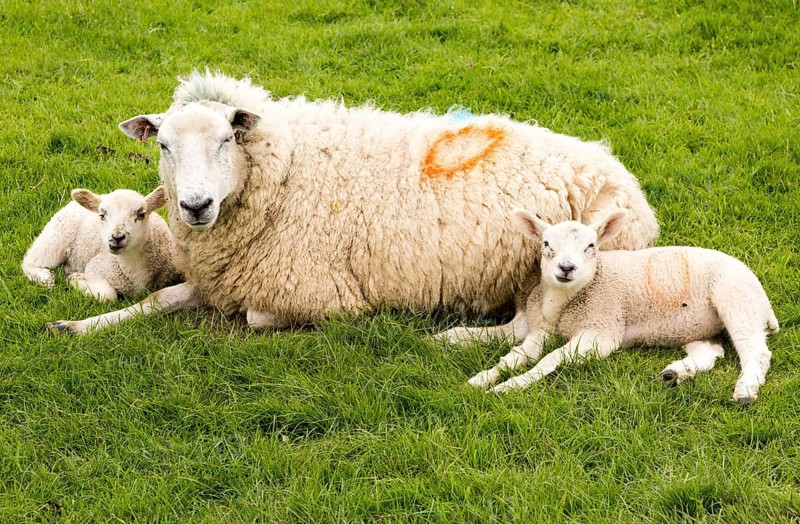 Sick ewe mother sheep with two lambs laying down on grass, Wiltshire, England, UK