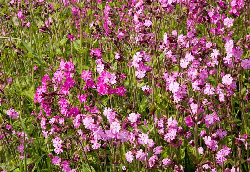 Red campion, Silene dioica, flowering chalk upland grassland Salisbury Plain, near Tilshead, Wiltshire, England, UK