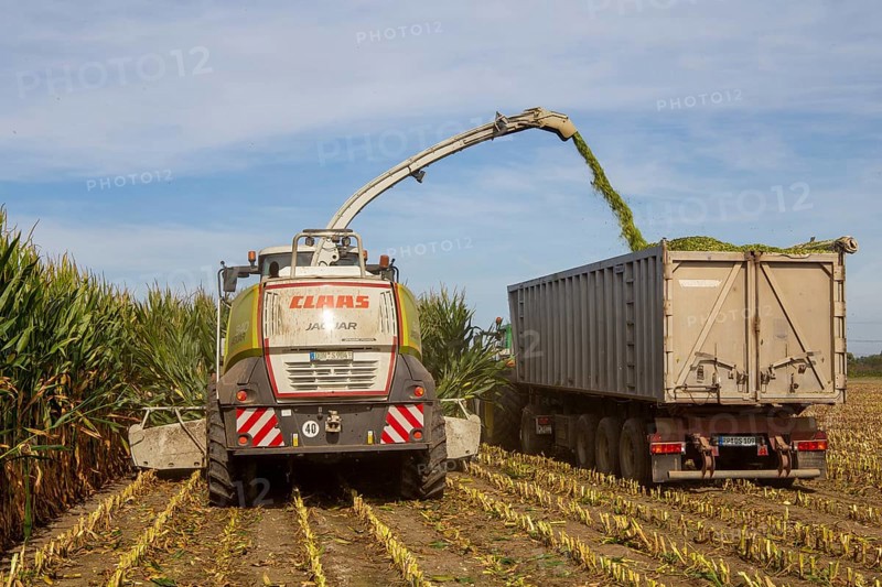Rhineland-Palatinate, Germany: Maize harvesting (maize chopping) for the Alexanderhof biogas plant in Hochdorf-Assenheim