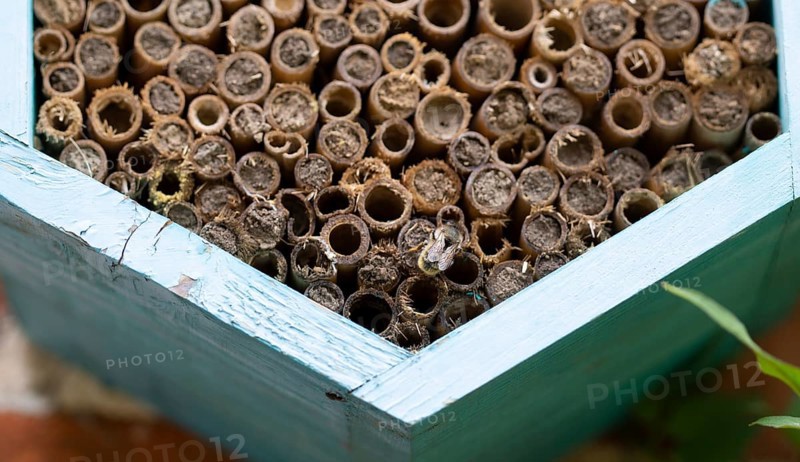 Mason bee, species of bees, genus Osmia, family Megachilidae, nest building