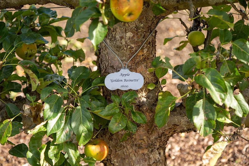 Apple variety Golden Reinette from 1600 in the walled organic Kitchen Garden, Audley End House, Essex, England, UK