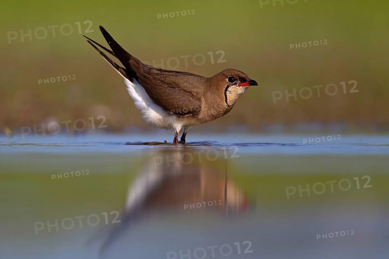 Collared pratincole (Glareola pratincola), Danube Delta Biosphere Reserve, Romania, Europe