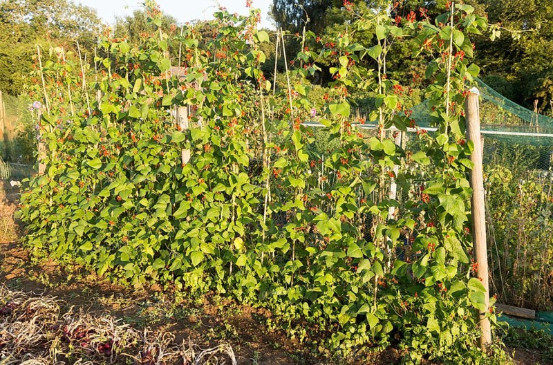 Runner beans, Phaseolus coccineus, red flowers growing in summer allotment, Shottisham, Suffolk, England, UK