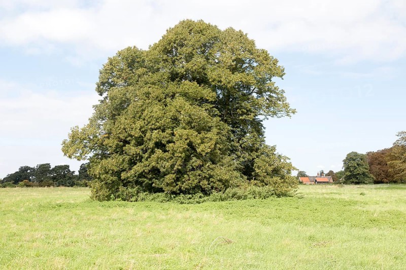 Common lime tree standing alone in field late summer early autumn, Sutton, Suffolk, England, United Kingdom, Europe