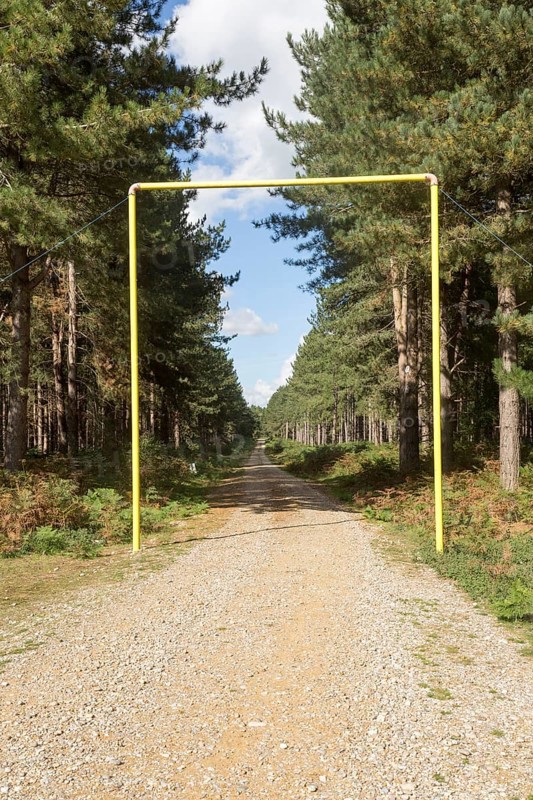 Rows of coniferous pine trees in forestry plantation, Rendlesham Forest, Suffolk, England, UK, vehicle height restricting frame