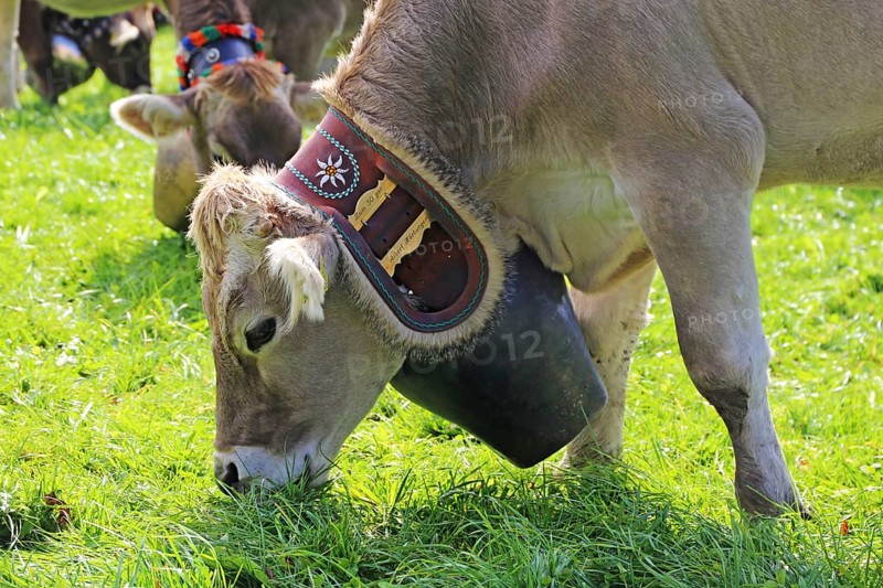 Traditional cattle drive or cattle seperation . As here in the Allgaeu, the cattle are driven down into the valley after about a hundred days in the Alps (or mountain pastures) (Memhoelz district of Hupprechts, Allgaeu)