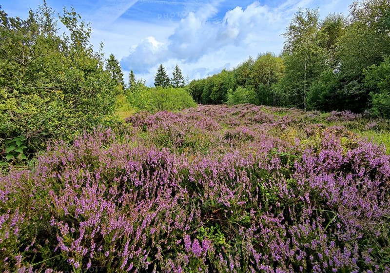 Flowering heather (Ericaceae), Hohes Venn, high moor, Monschau, North Rhine-Westphalia, Germany, Europe
