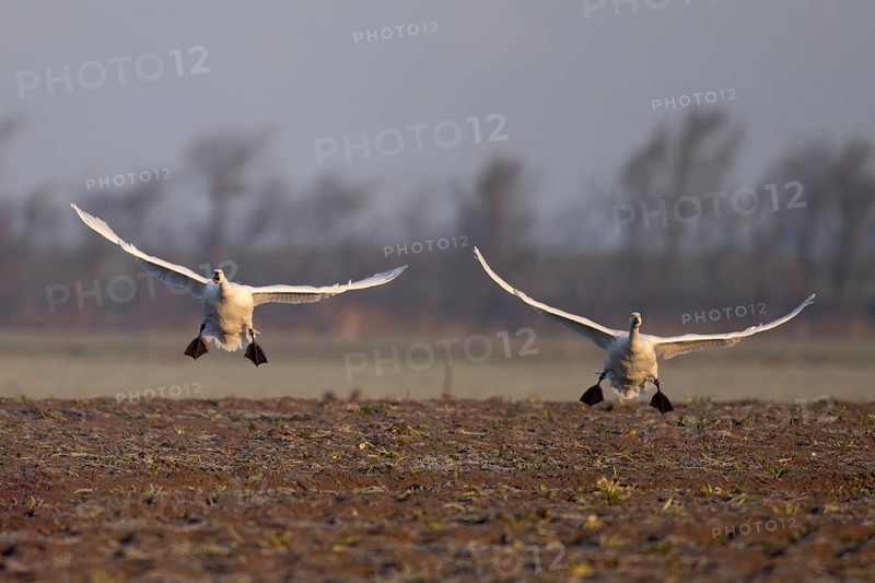 Tundra Swan, Texel, Netherlands