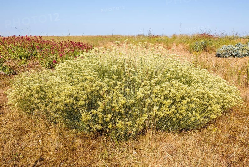 The Curry plant, Helichrysum italicum, Shingle Street, Hollesley, Suffolk, England, UK