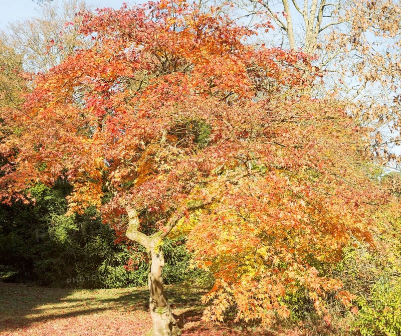 Japanese maple tree in autumn colour, Acer Palmatum, National arboretum, Westonbirt arboretum, Gloucestershire, England, UK