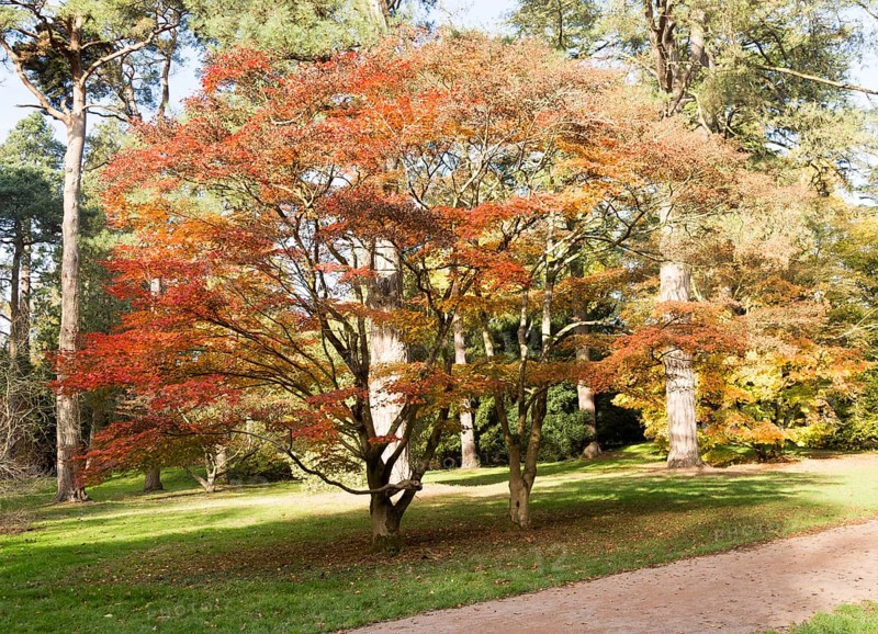 Japanese maple trees in autumn colour, Acer Palmatum, National arboretum, Westonbirt arboretum, Gloucestershire, England, UK