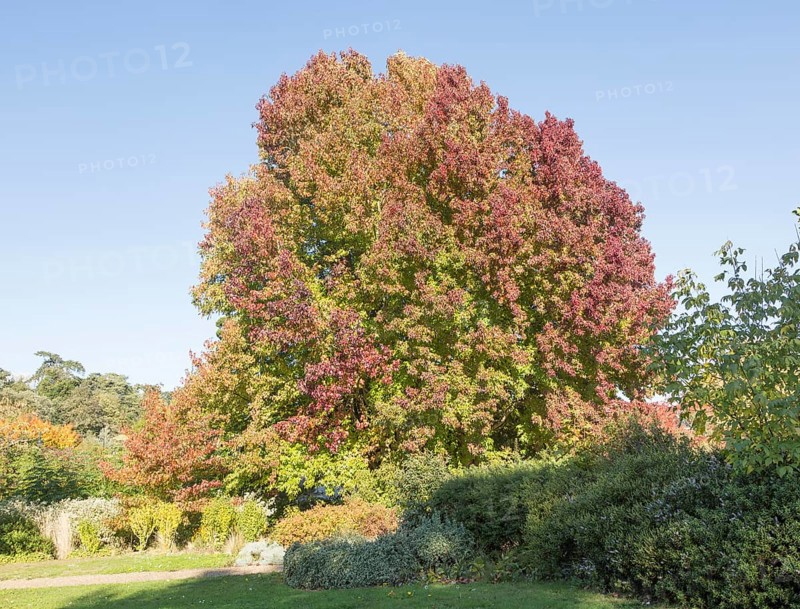 Liquidambar styraciflua, American sweetgum or redgum, in autumn leaf foliage, Woodbridge, Suffolk, England, UK