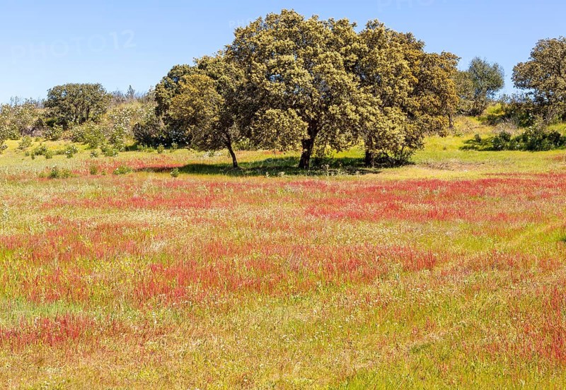 Countryside landscape of wildflower meadow and oak trees in springtime, near Castro Verde, Baixo Alentejo, Portugal, Southern Europe, Europe
