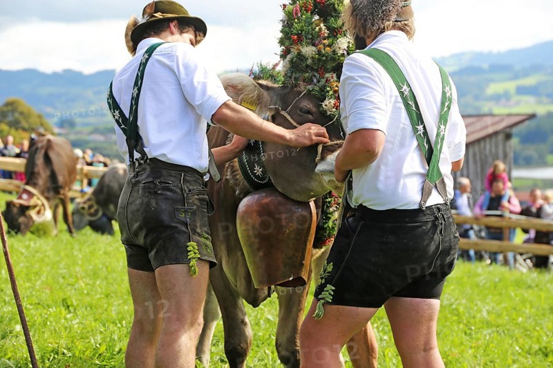 Traditional cattle drive or cattle seperation . As here in the Allgaeu, the cattle are driven down into the valley after about a hundred days in the Alps (or mountain pastures) (Memhoelz district of Hupprechts, Allgaeu)